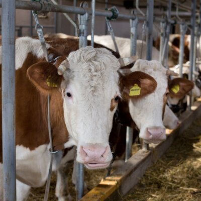 Courtier crédit agriculture - Fonds Brit, un nouveau financement pour le secteur agricole